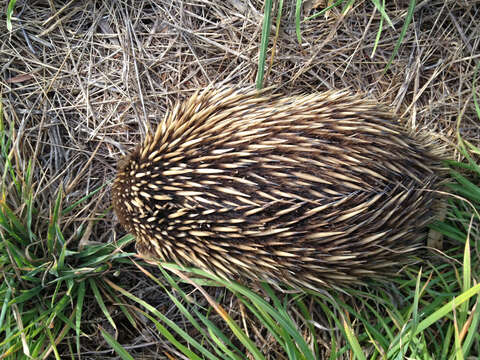 Image of echidnas