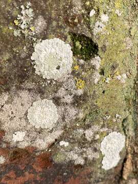 Image of diploicia lichen