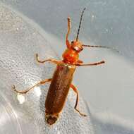 Image de Cantharis rufa