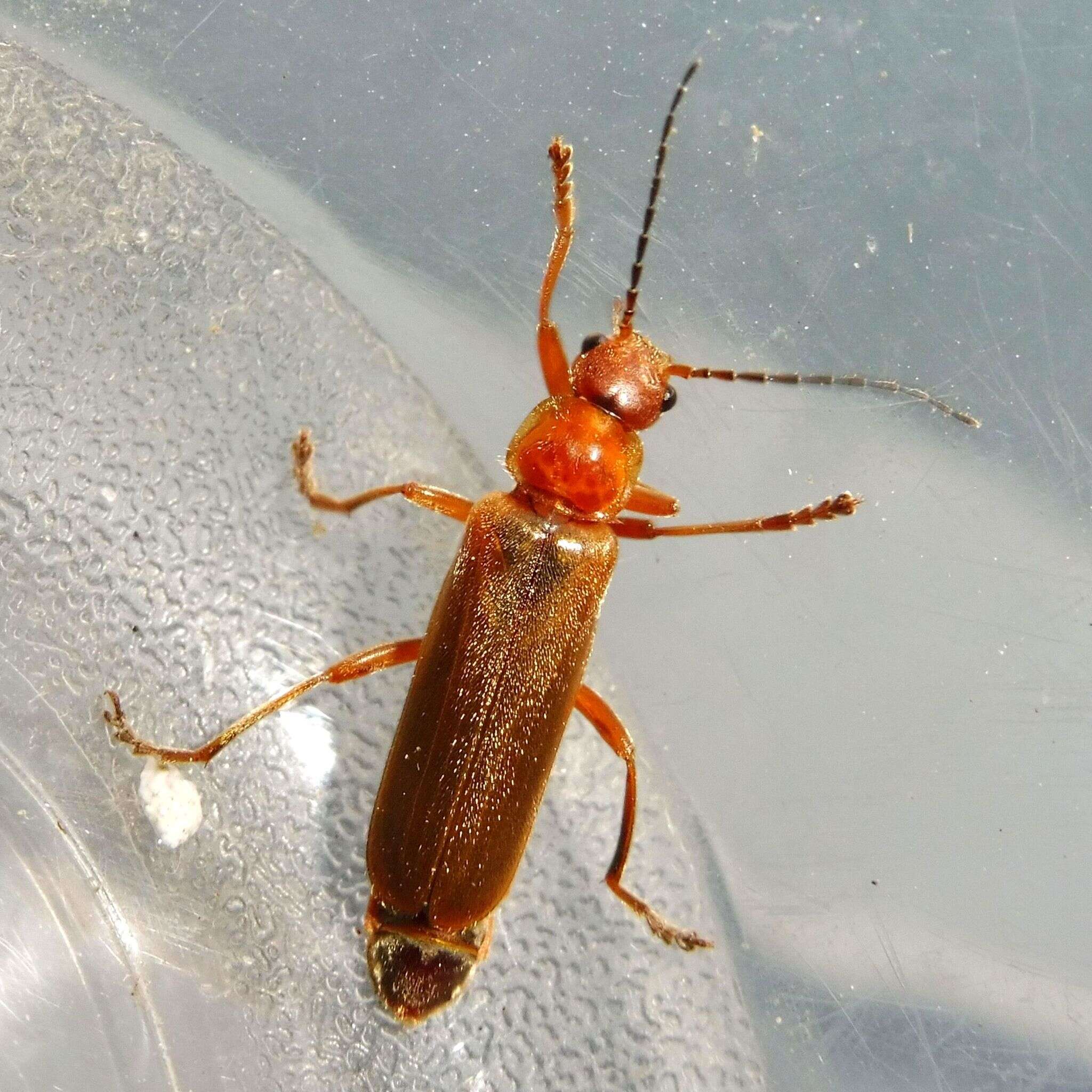 Image de Cantharis rufa