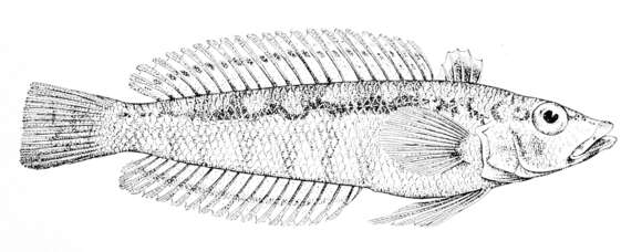 Image of Wavy grubfish