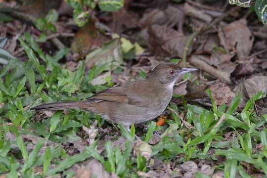 Image of Terrestrial Brownbul