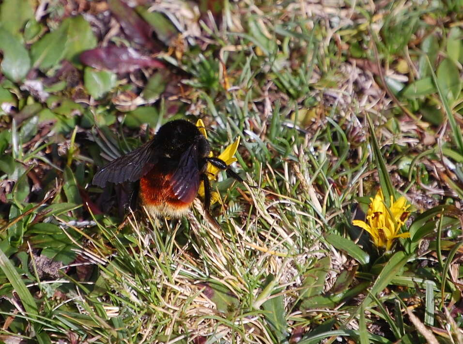 Image of Bombus coccineus Friese 1903