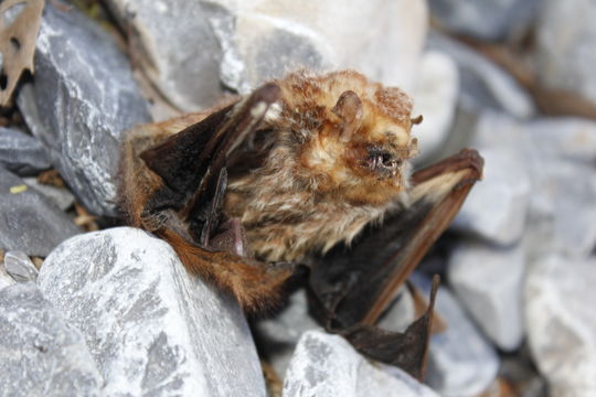 Image of <i><i>Lasiurus</i></i> (Lasiurus) <i>blossevillii teliotis</i> (H. Allen 1891)