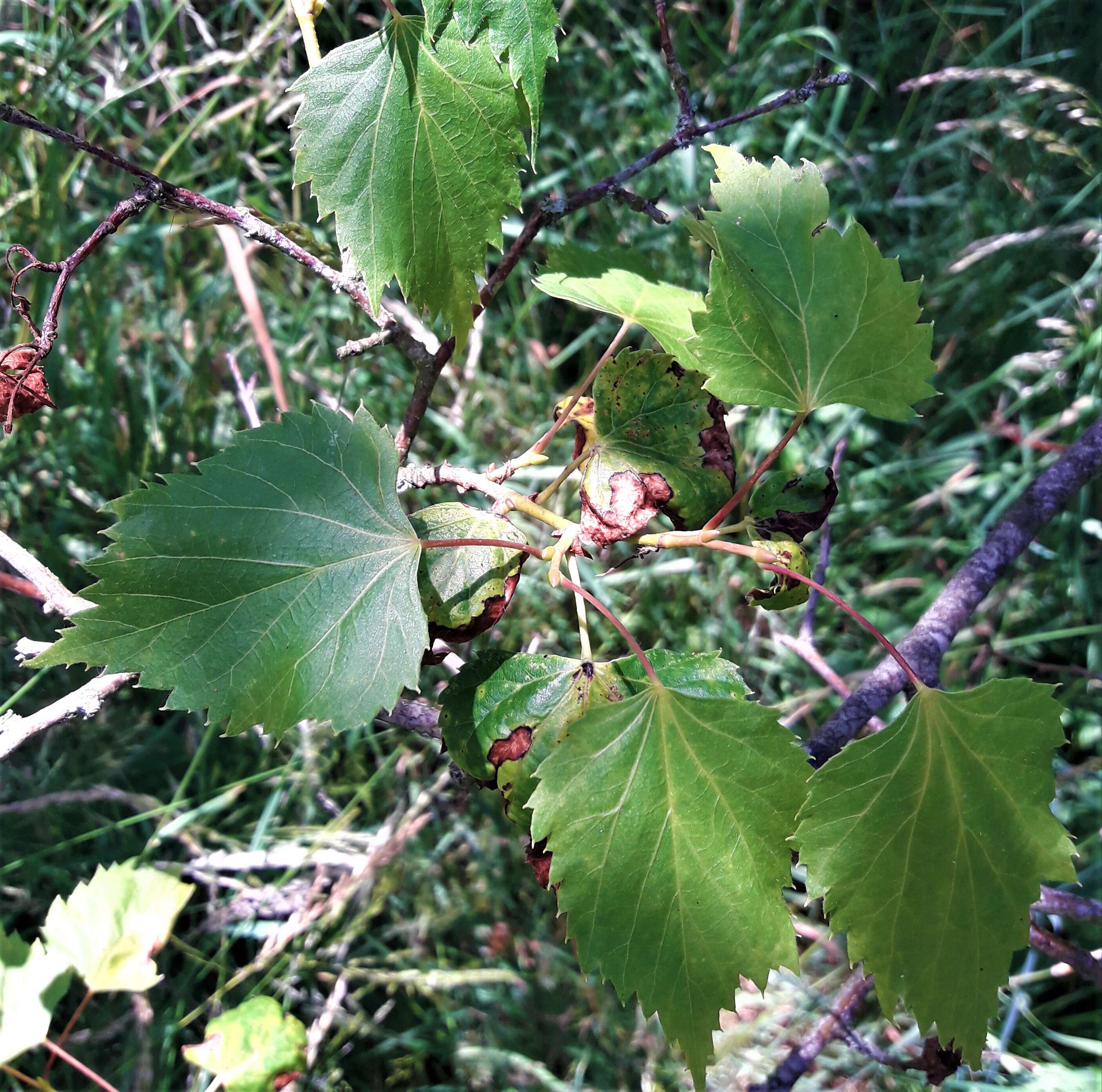 Image of Manchurian lime