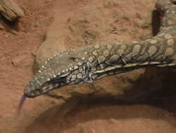 Image of Perentie