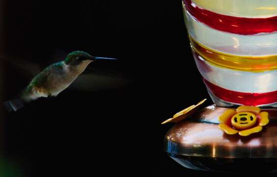 Image of Ruby-throated Hummingbird