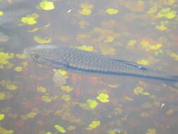 Image of Hoplerythrinus