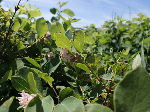 Image of western snowberry