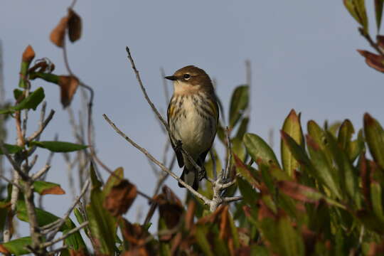 Image of Myrtle Warbler