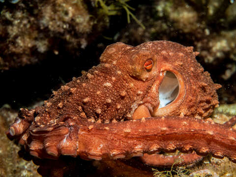 Image of Whitespot octopus