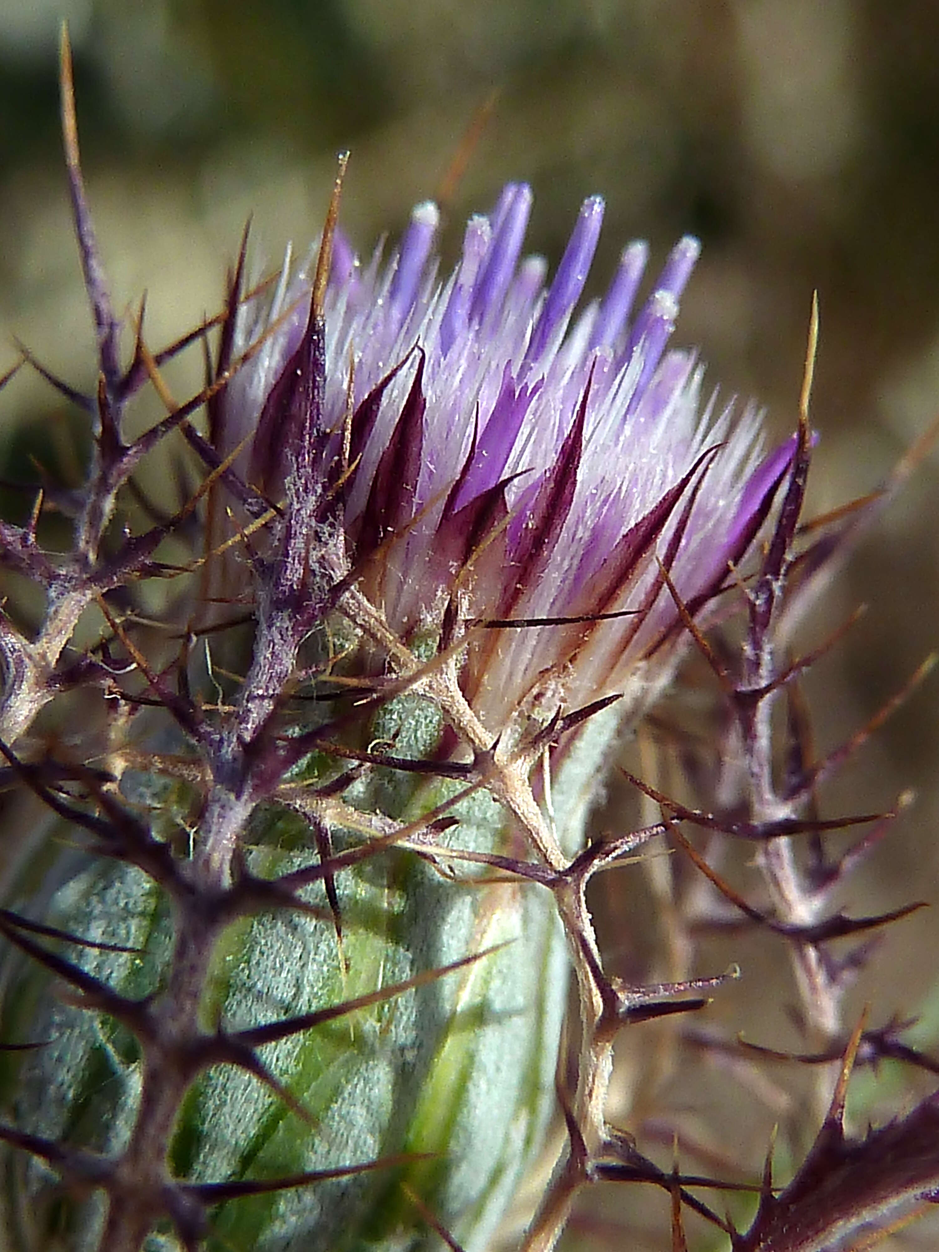 Image of Cage thistle