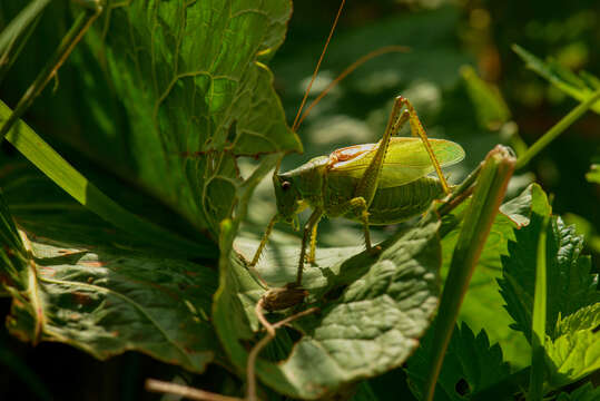 Image of Great green bushcricket