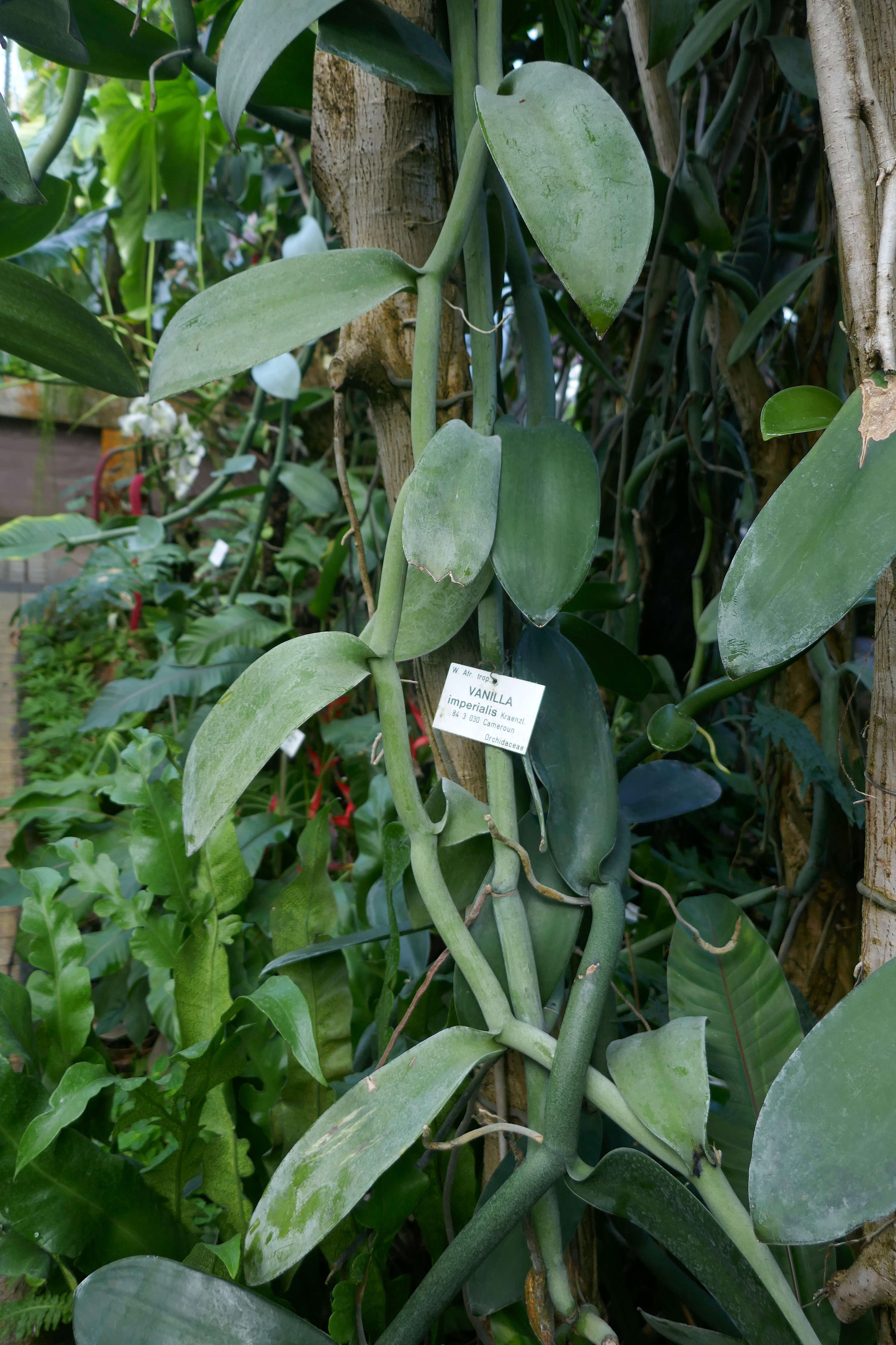 Image of Vanilla imperialis Kraenzl.