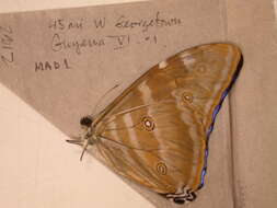 Image of Morpho adonis Cramer 1779