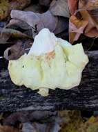 Image of Bracket Fungus