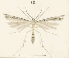 Image of Stenoptilia orites (Meyrick 1884)