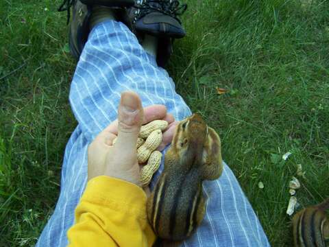 Image of Siberian Chipmunk