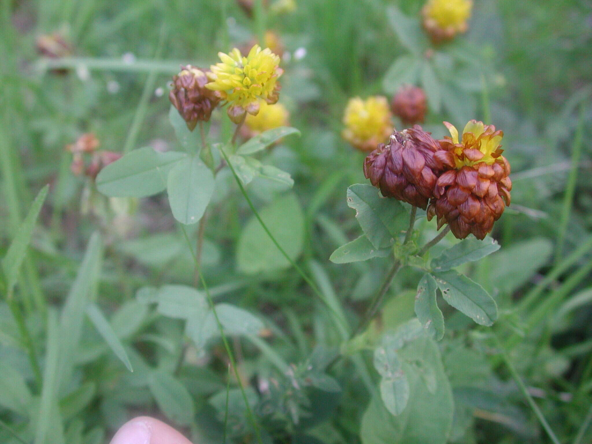 Image of brown clover