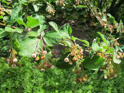 Cotoneaster acutifolius Turcz. resmi