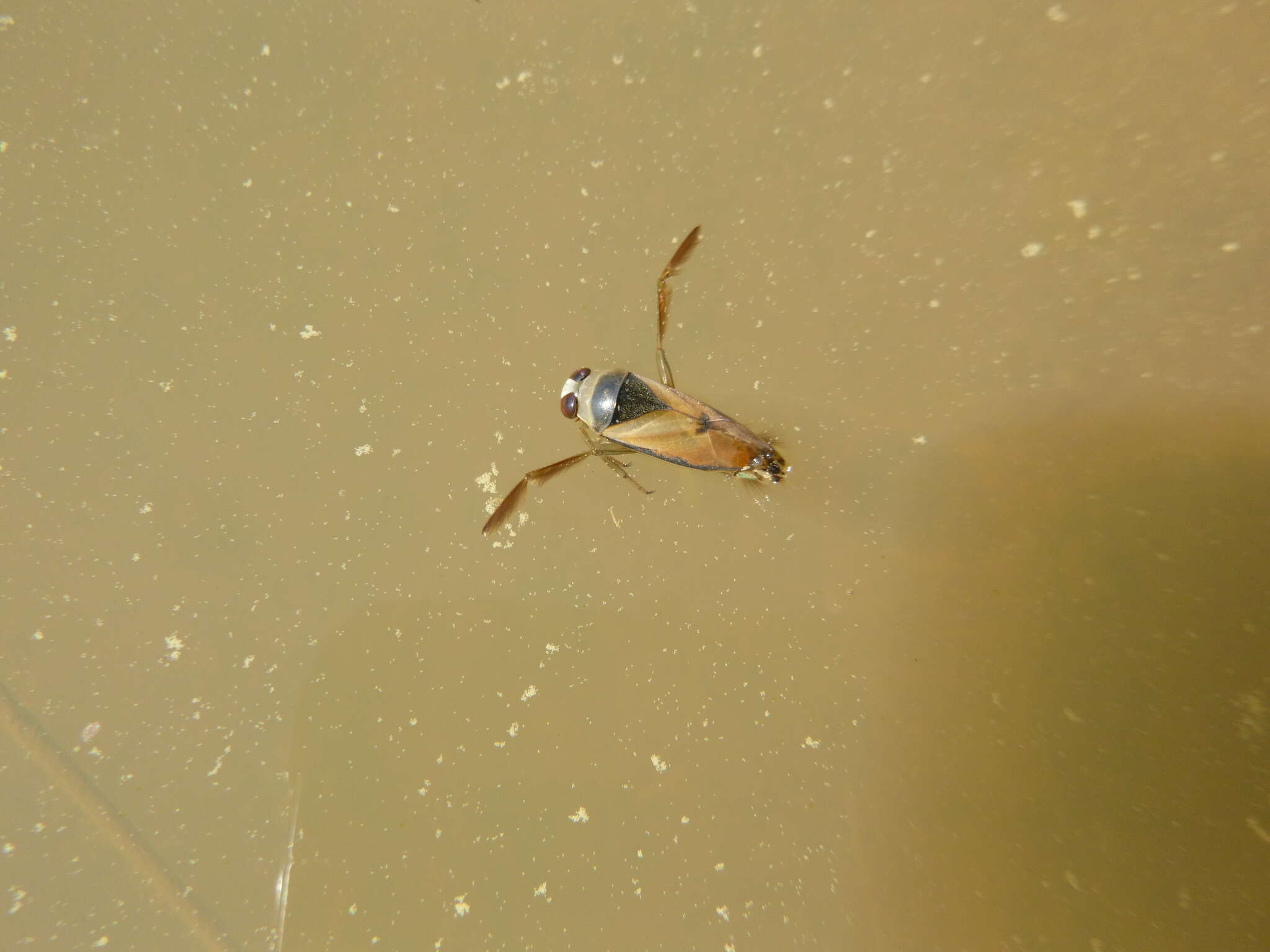 Image of Water boatman