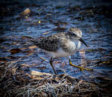 Image of Least Sandpiper