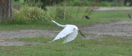 Image of Intermediate Egret