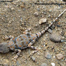 Image of Tuvan Toad-headed Agama
