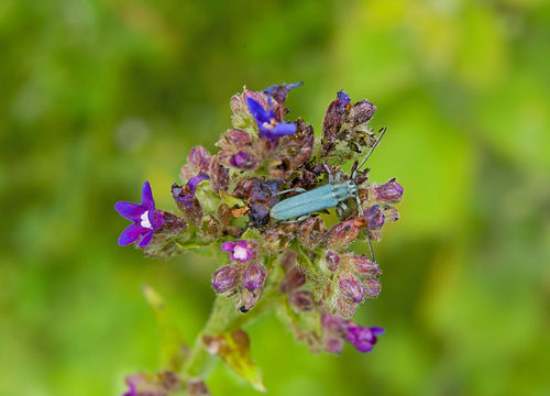 18.https www inaturalist org photos 6131602.580x360