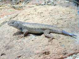 Image of Duges' Spiny Lizard