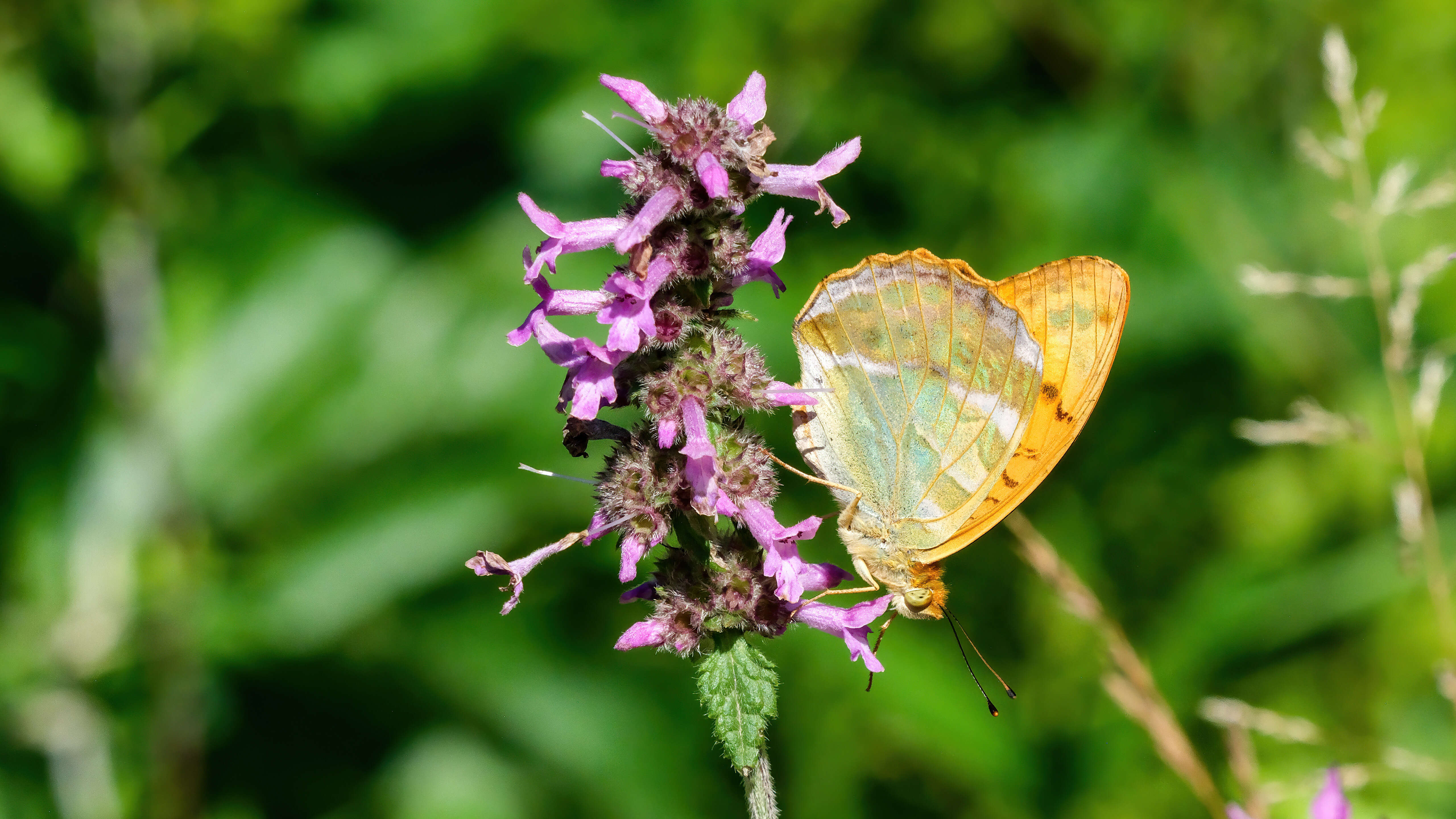 Image of silver-washed fritillary