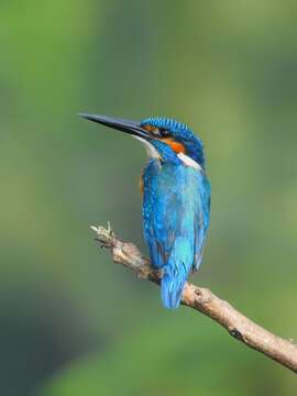 Image of Common Kingfisher