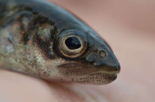 Image of lake trout