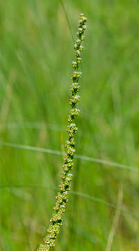 Image of Sea Arrowgrass