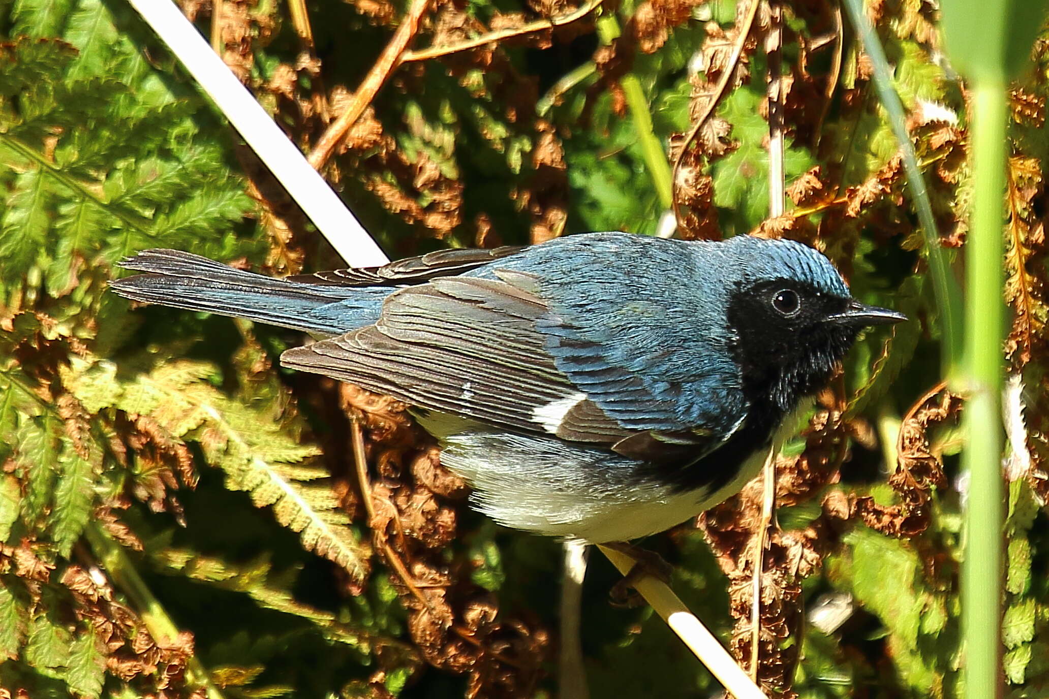 Imagem de Setophaga caerulescens (Gmelin & JF 1789)