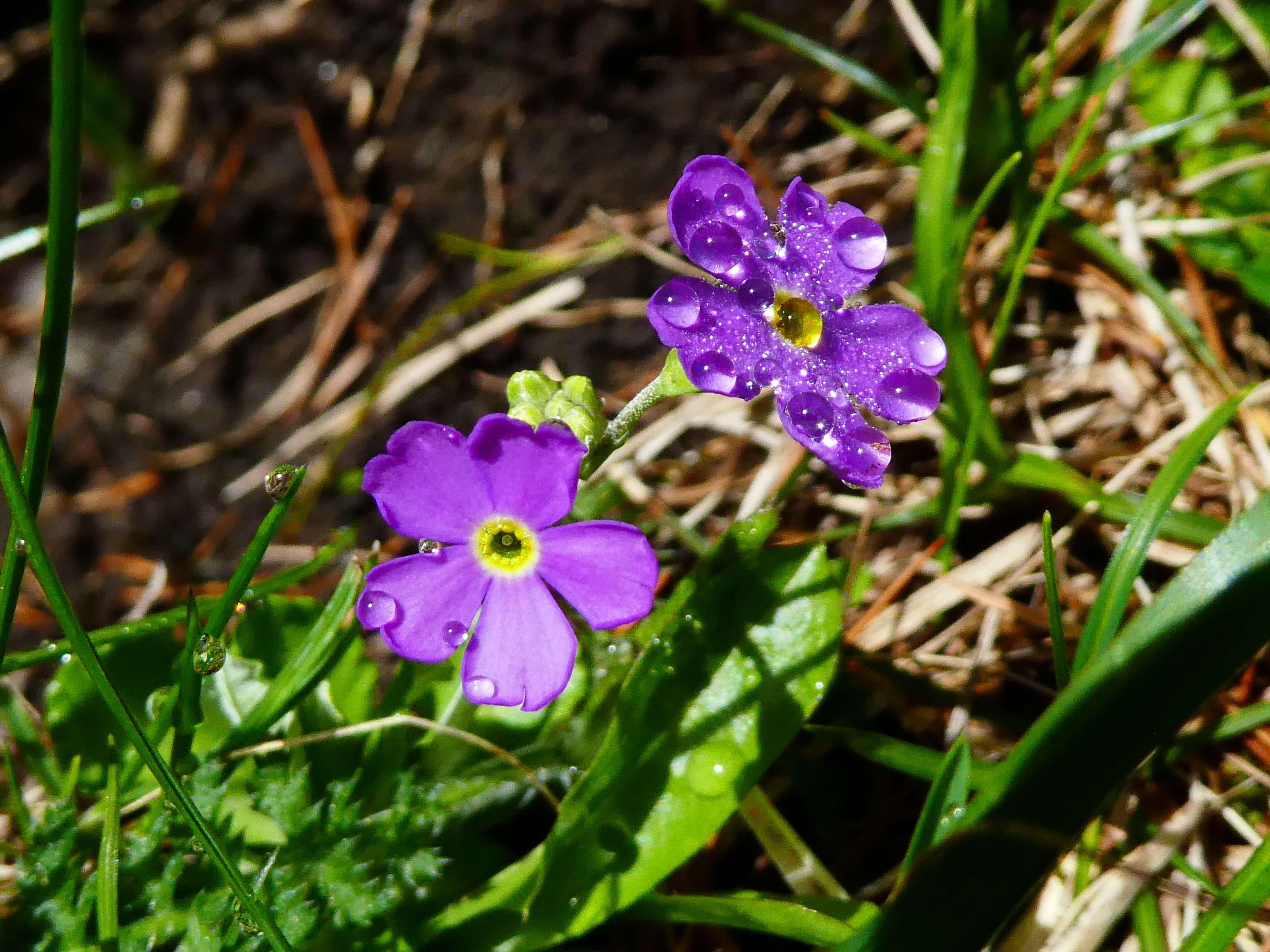 Plancia ëd Primula farinosa L.