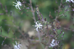 Слика од Chlorogalum pomeridianum (DC.) Kunth