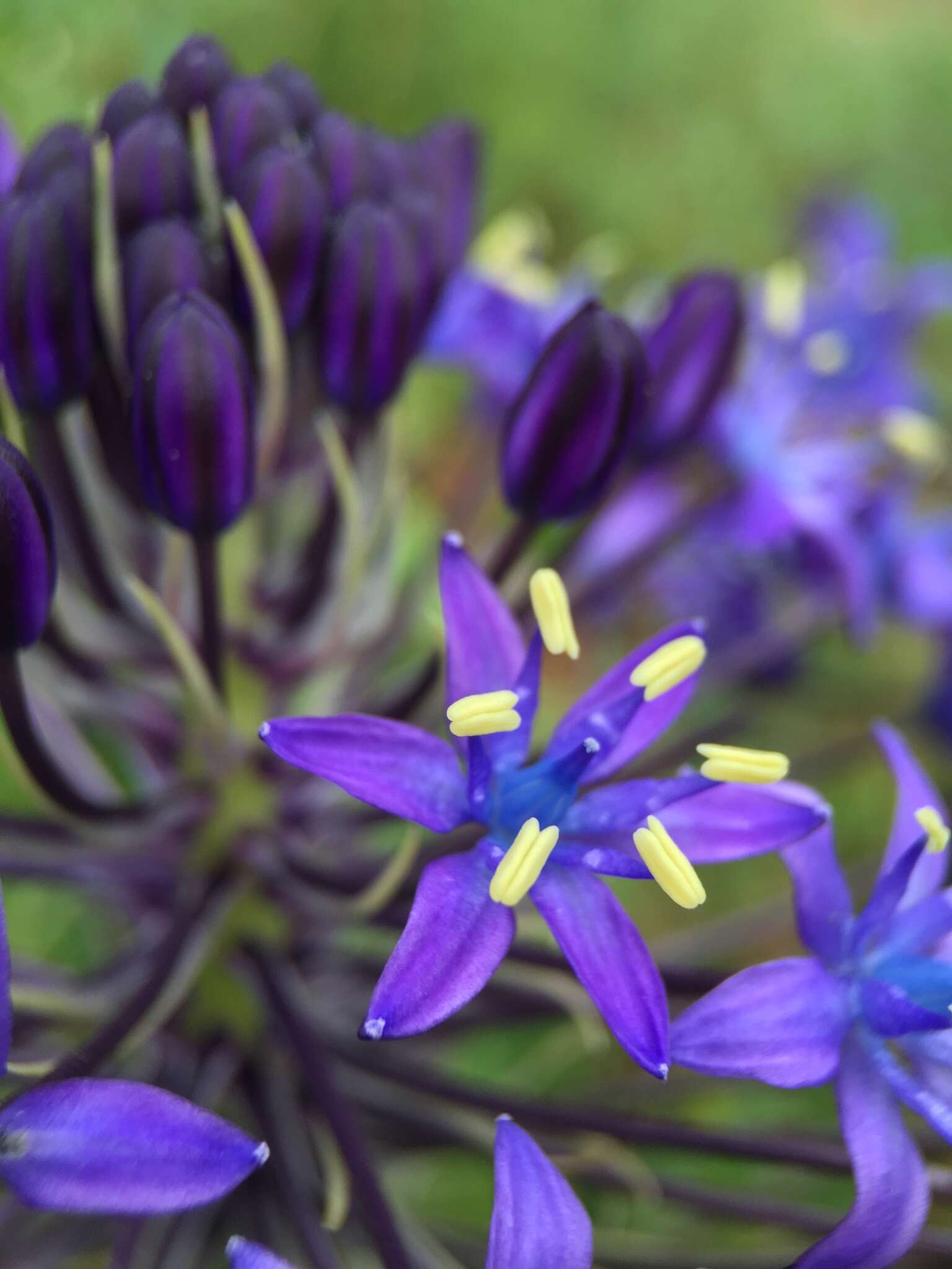 Imagem de Scilla peruviana L.