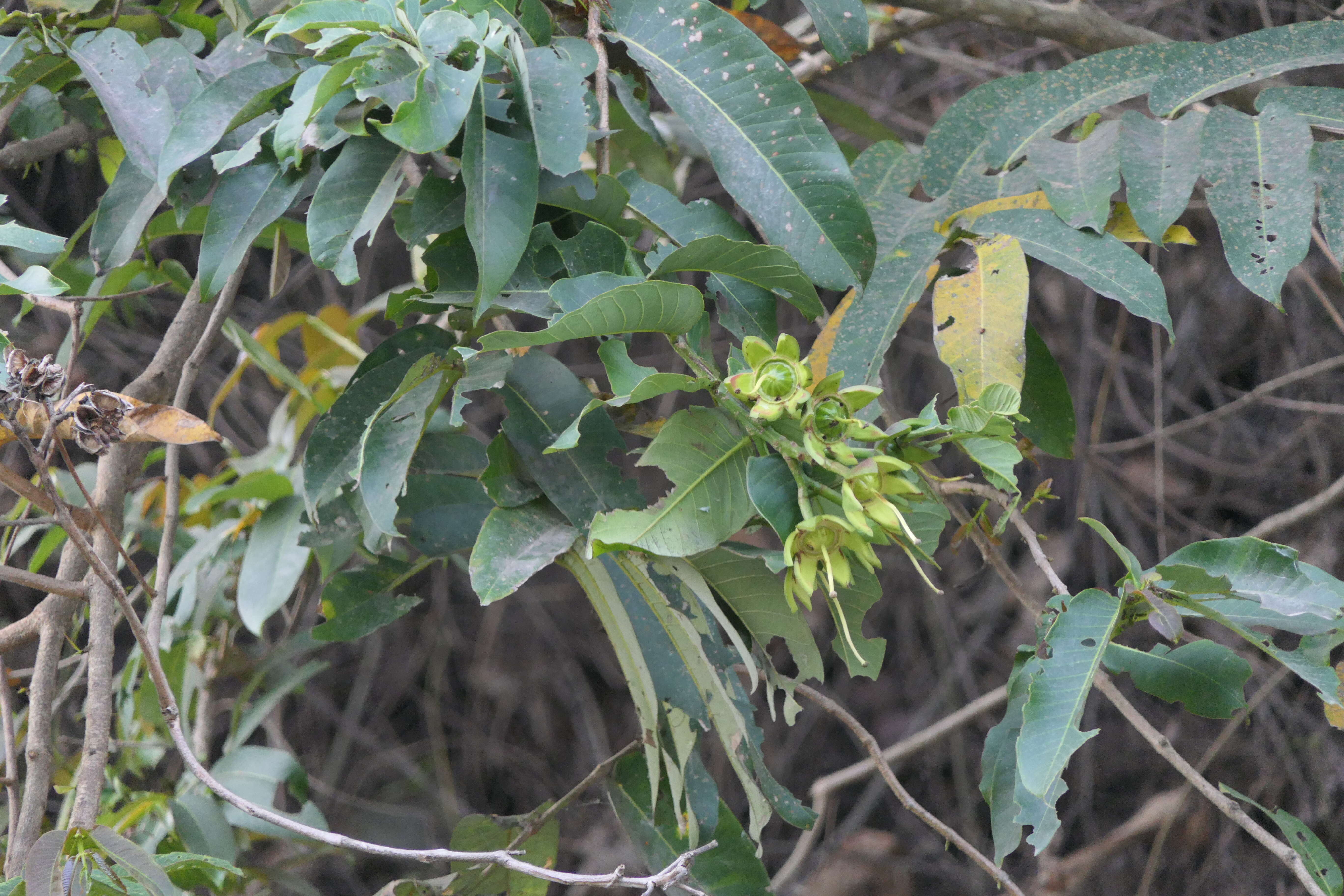 Duabanga grandiflora (Roxb. ex DC.) Walp. resmi