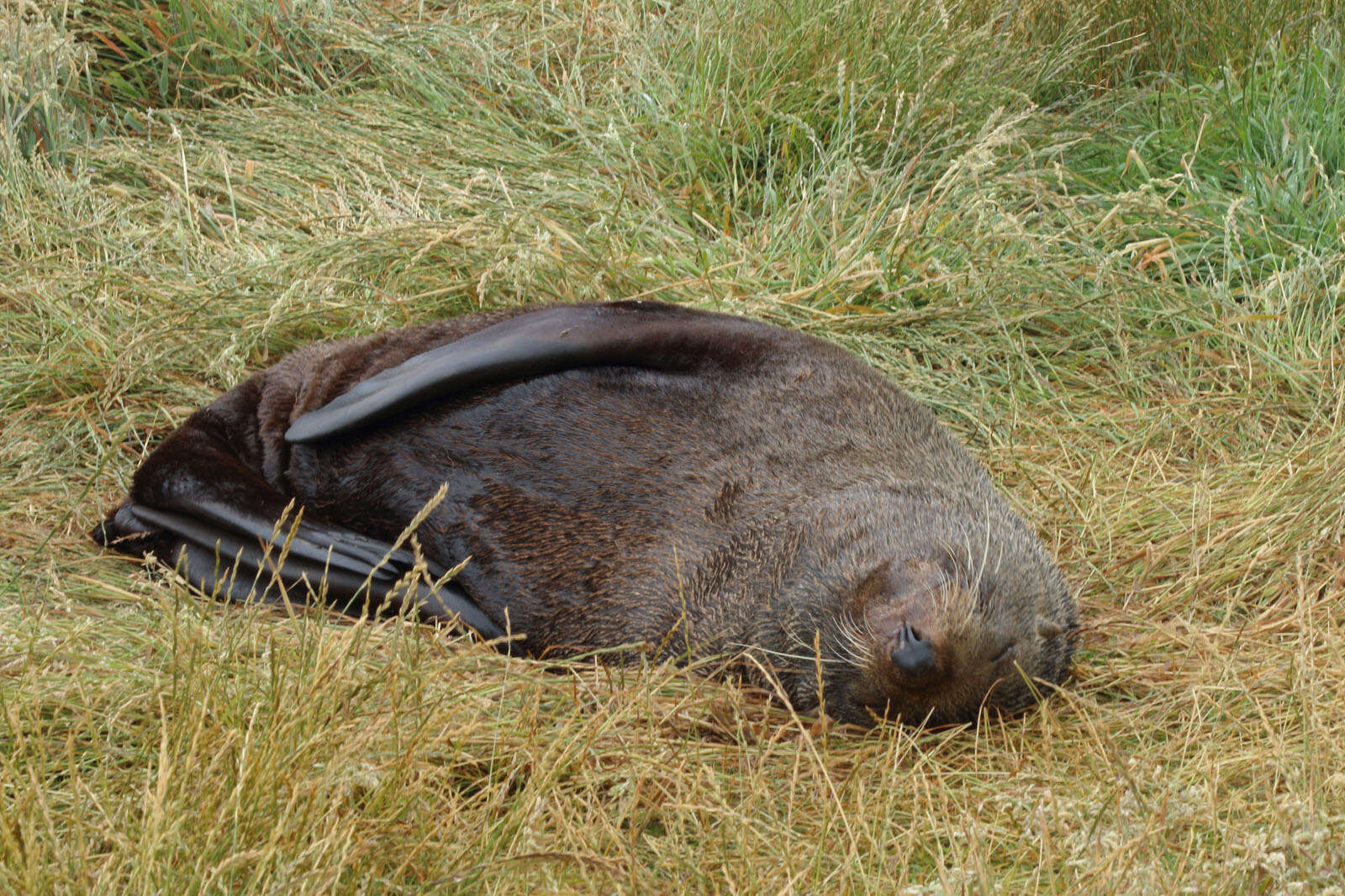 Image of Antipodean Fur Seal