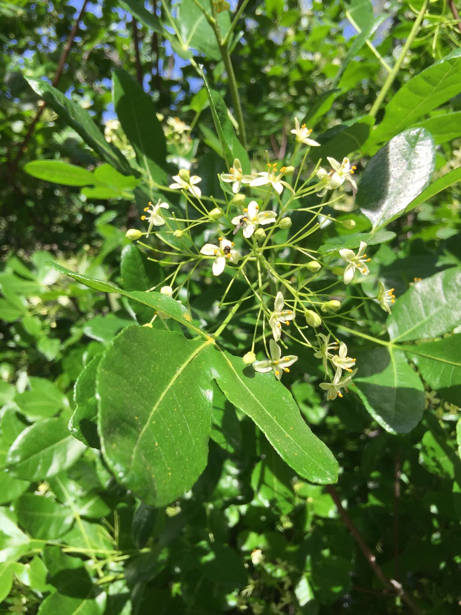 Image of California hoptree