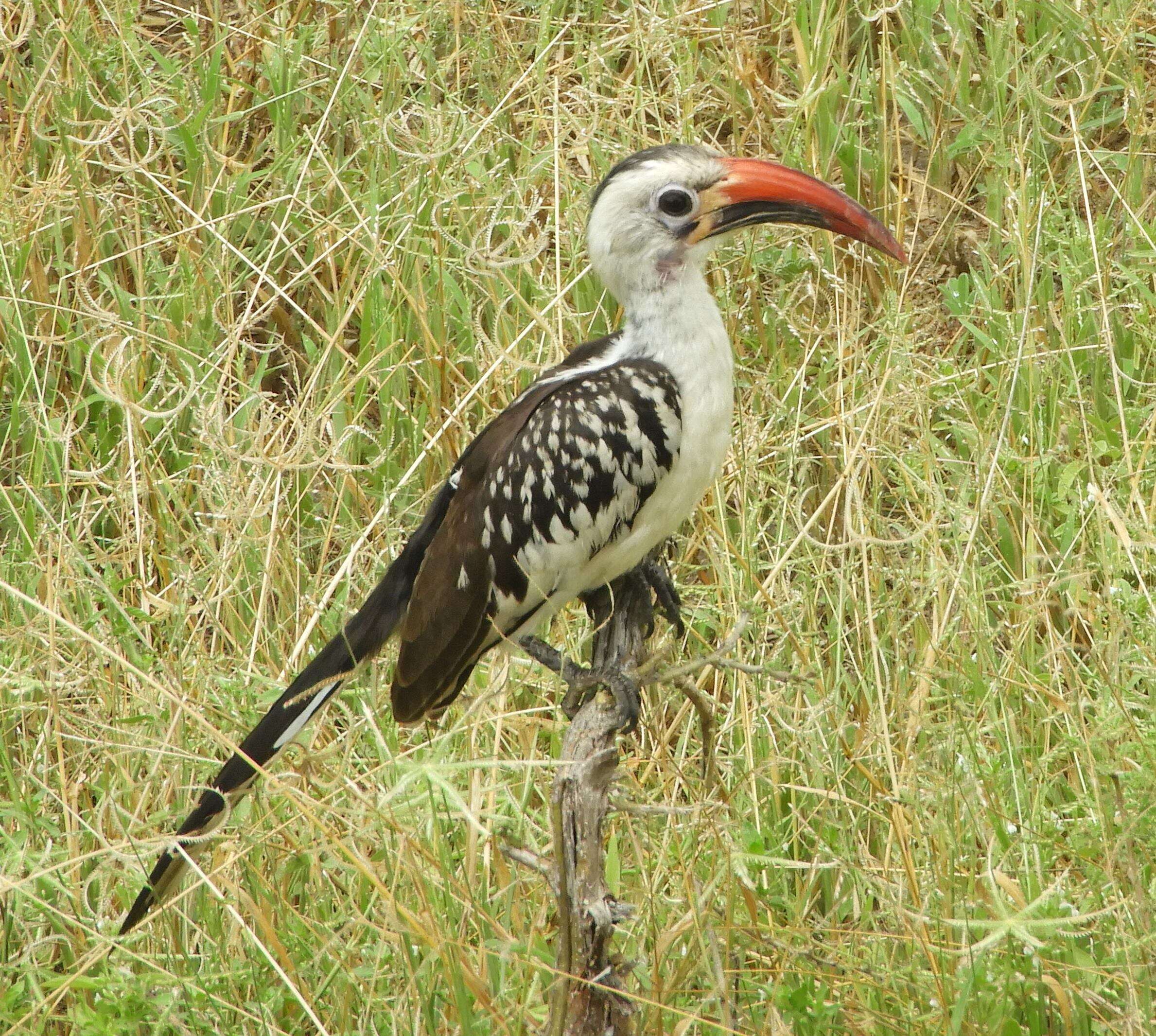 Image of Northern Red-billed Hornbill