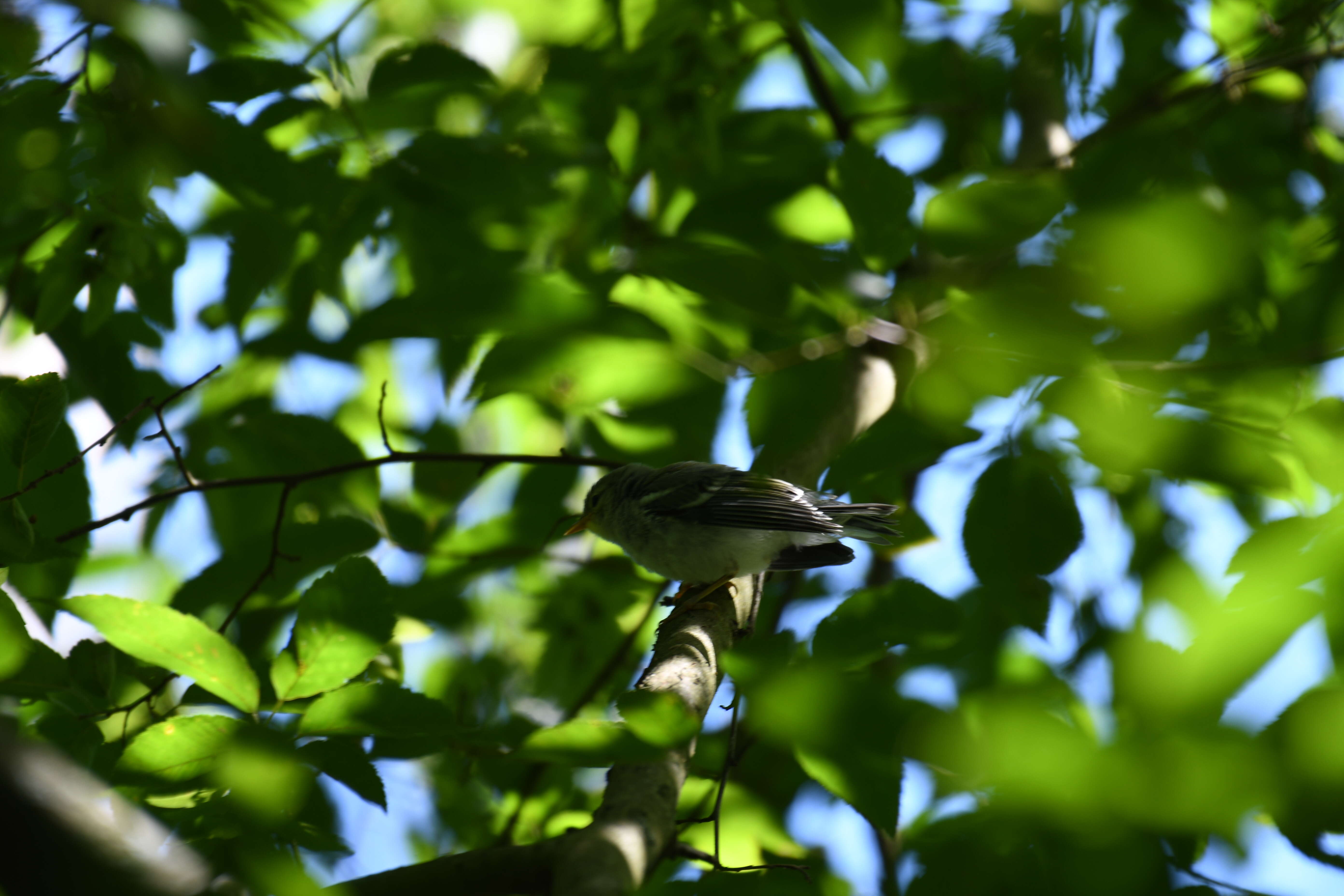 Image of Northern Parula