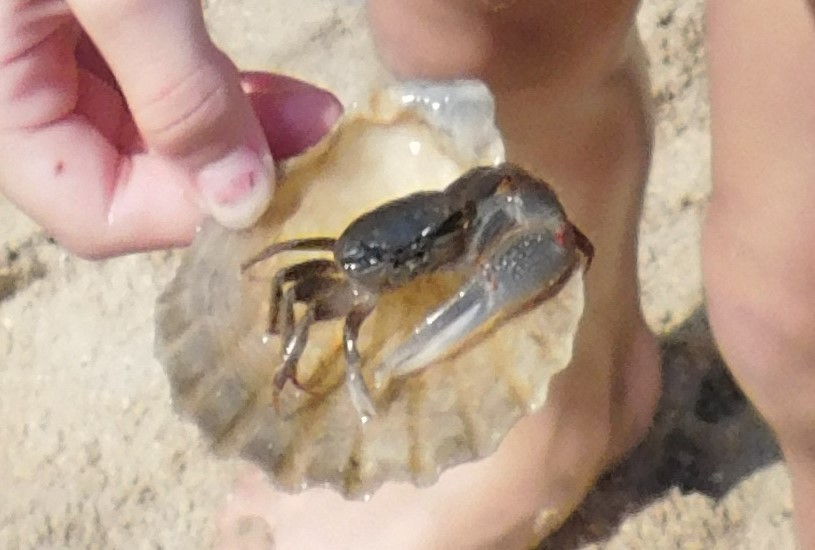 Image of red-joint fiddler
