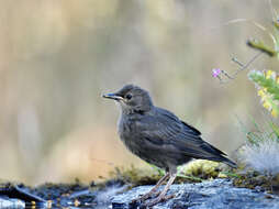 Image of Spotless Starling