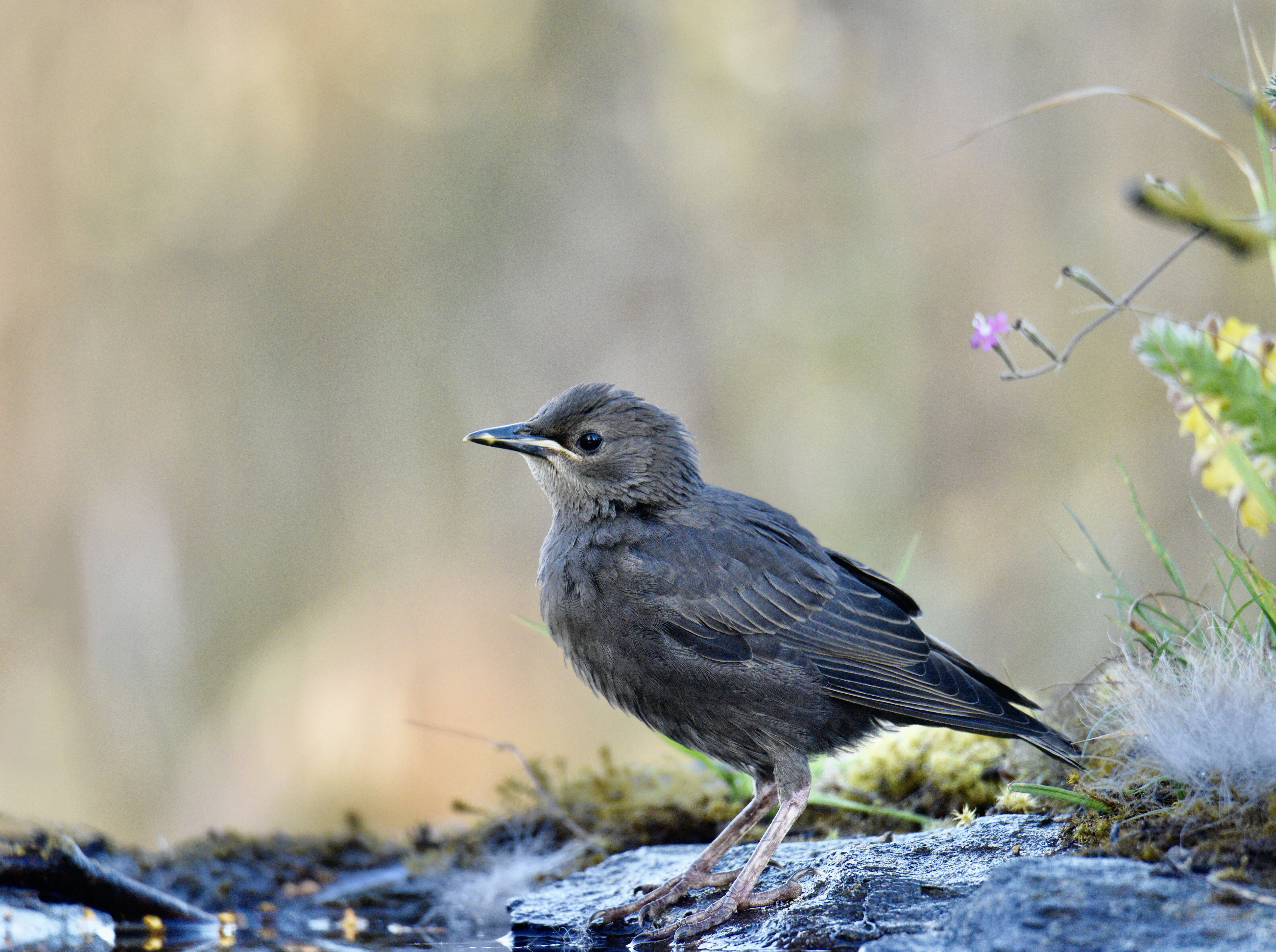 Image of Spotless Starling