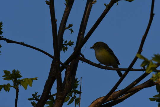 Слика од Vireo griseus (Boddaert 1783)