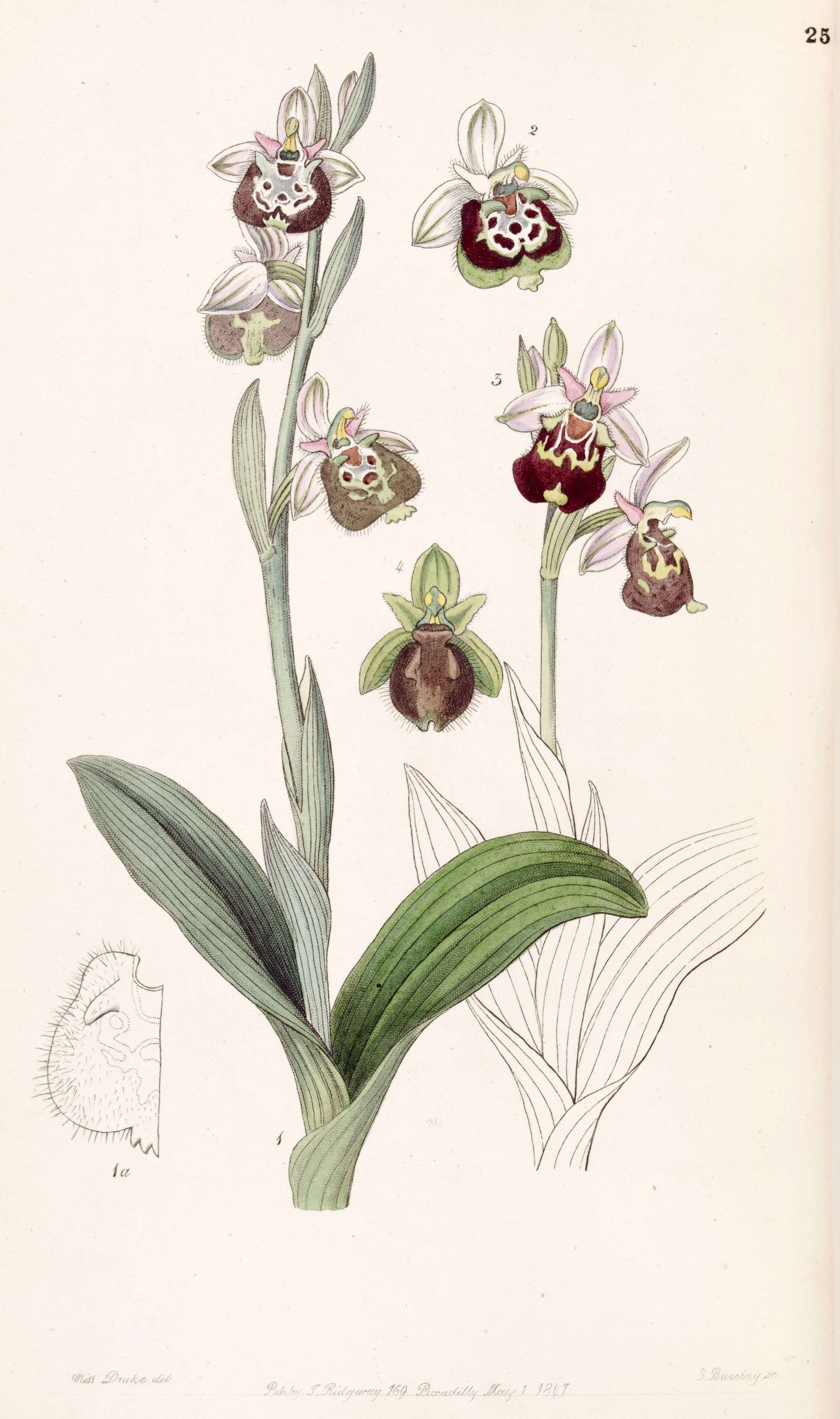 Image of Ophrys holosericea