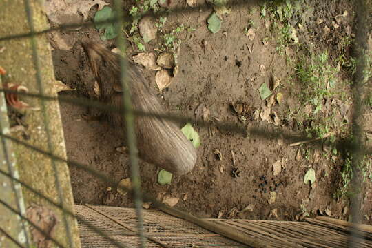 Image of pygmy hog