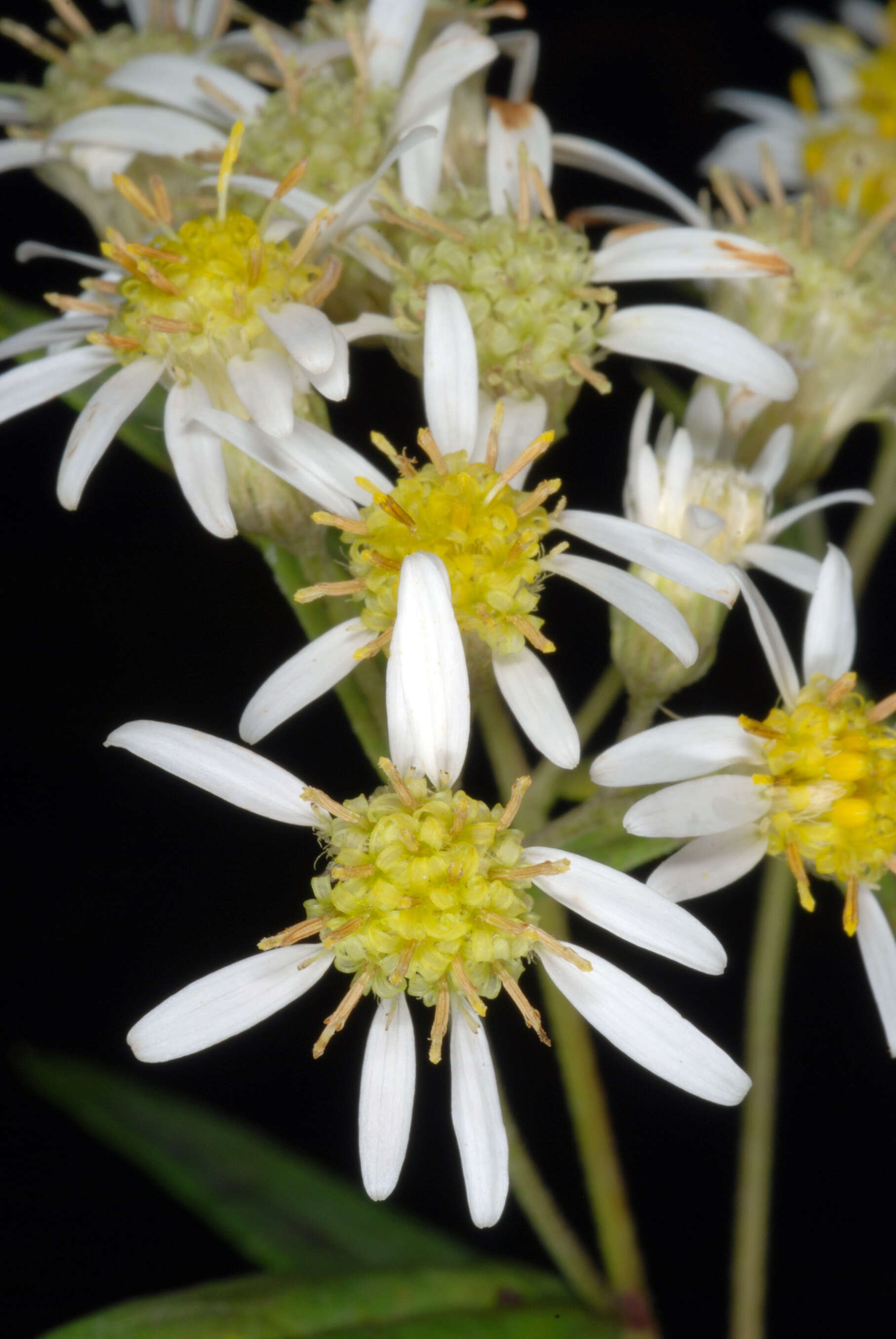 Imagem de Doellingeria umbellata (Mill.) Nees